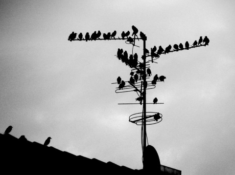 Kliknij na zdjęcie, żeby zobaczyć w pełnych wymiarach