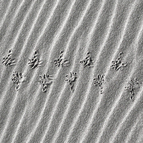 Kliknij na zdjęcie, żeby zobaczyć w pełnych wymiarach