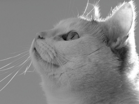 Kliknij na zdjęcie, żeby zobaczyć w pełnych wymiarach