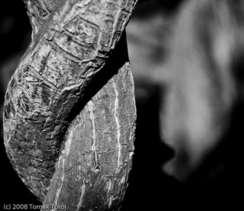 Kliknij na zdjęcie, żeby zobaczyć w pełnych wymiarach