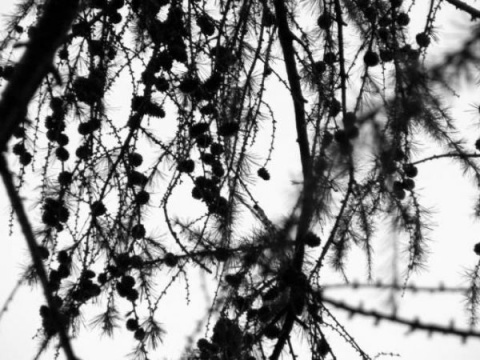 Kliknij na zdjęcie, żeby zobaczyć w pełnych wymiarach