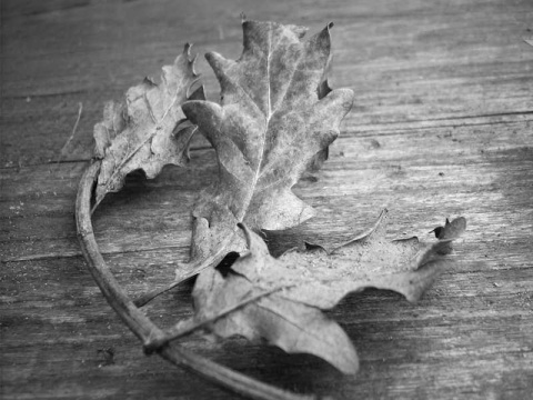 Kliknij na zdjęcie, żeby zobaczyć w pełnych wymiarach