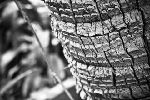 Kliknij na zdjęcie, żeby zobaczyć w pełnych wymiarach