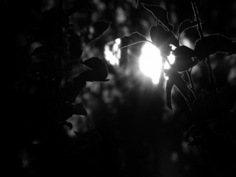 Kliknij na zdjęcie, żeby zobaczyć w pełnych wymiarach