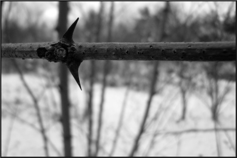 Kliknij na zdjęcie, żeby zobaczyć w pełnych wymiarach