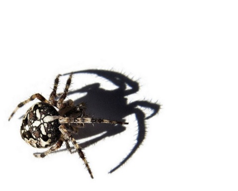 Kliknij na zdjęcie, żeby zobaczyć w pełnych wymiarach