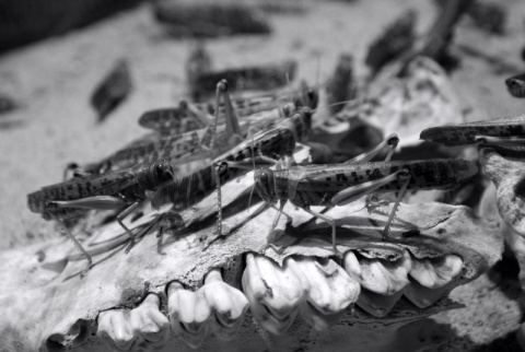 Kliknij na zdjęcie, żeby zobaczyć w pełnych wymiarach