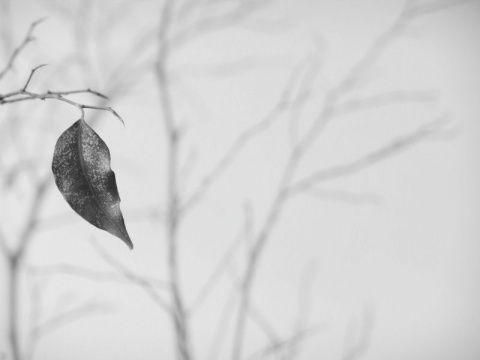 Kliknij na zdjęcie, żeby zobaczyć w pełnych wymiarach