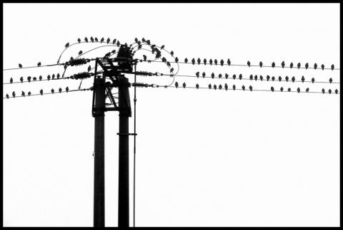 Kliknij na zdjęcie, żeby zobaczyć w pełnych wymiarach