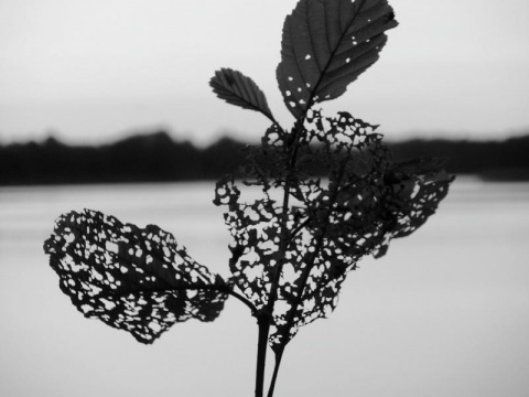 Kliknij na zdjęcie, żeby zobaczyć w pełnych wymiarach