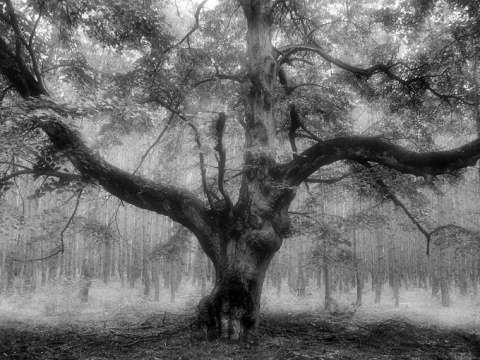 Kliknij na zdjęcie, żeby zobaczyć w pełnych wymiarach