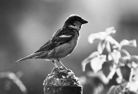 Kliknij na zdjęcie, żeby zobaczyć w pełnych wymiarach