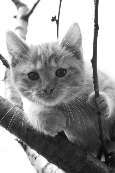 Kliknij na zdjęcie, żeby zobaczyć w pełnych wymiarach