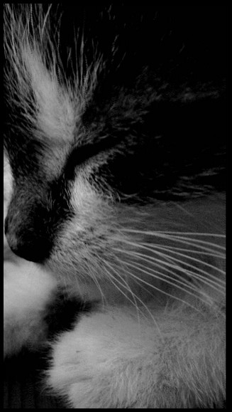 Kliknij na zdjęcie, żeby zobaczyć w pełnych wymiarach