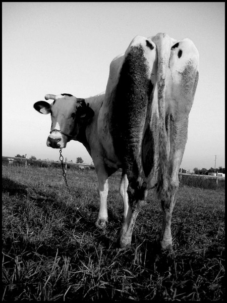 Kliknij na zdjęcie, żeby zobaczyć w pełnych wymiarach