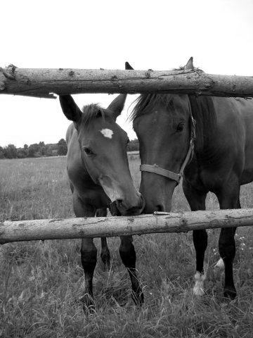 Kliknij na zdjęcie, żeby zobaczyć w pełnych wymiarach