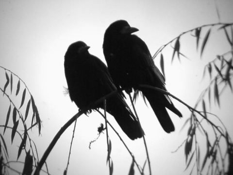 Kliknij na zdjęcie, żeby zobaczyć w pełnych wymiarach