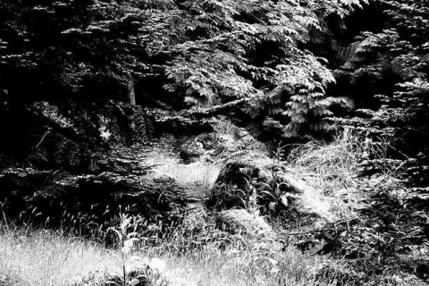 Kliknij na zdjęcie, żeby zobaczyć w pełnych wymiarach