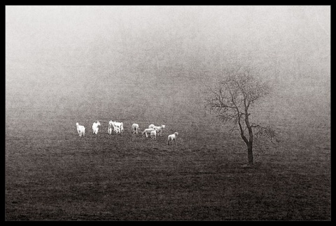 Kliknij na zdjęcie, żeby zobaczyć w pełnych wymiarach