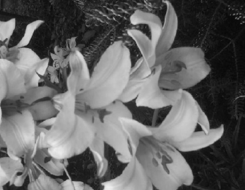 Kliknij na zdjęcie, żeby zobaczyć w pełnych wymiarach