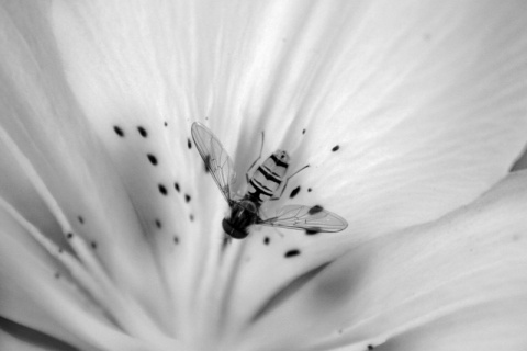 Kliknij na zdjęcie, żeby zobaczyć w pełnych wymiarach