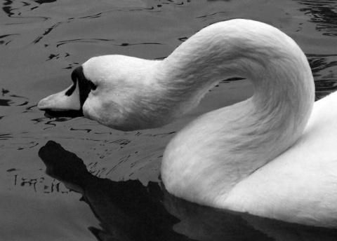 Kliknij na zdjęcie, żeby zobaczyć w pełnych wymiarach