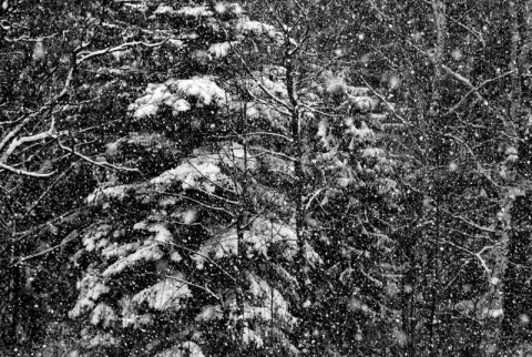 Kliknij na zdjęcie, żeby zobaczyć w pełnych wymiarach