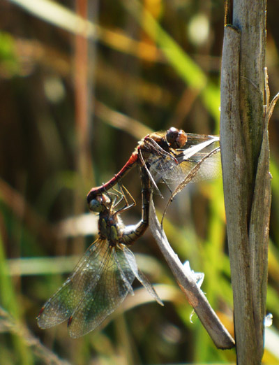 Kliknij na zdjęcie, żeby zobaczyć w pełnych wymiarach