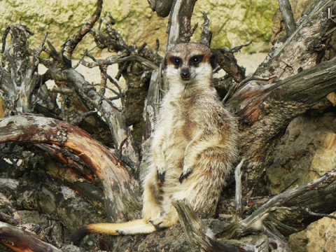Kliknij na zdjęcie, żeby zobaczyć w pełnych wymiarach