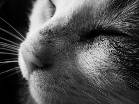 Kliknij na zdjęcie, żeby zobaczyć w pełnych wymiarach