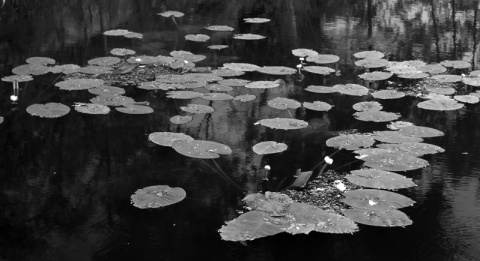 Kliknij na zdjęcie, żeby zobaczyć w pełnych wymiarach