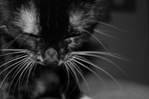 Kliknij na zdjęcie, żeby zobaczyć w pełnych wymiarach