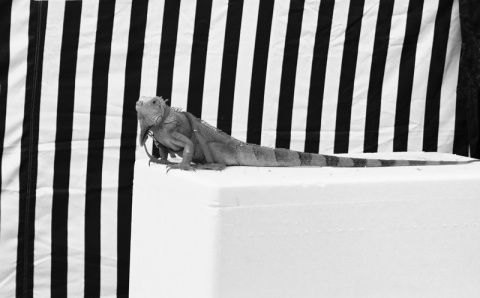 Kliknij na zdjęcie, żeby zobaczyć w pełnych wymiarach