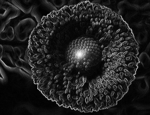 Kliknij na zdjęcie, żeby zobaczyć w pełnych wymiarach