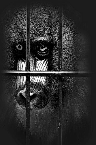 Kliknij na zdjęcie, żeby zobaczyć w pełnych wymiarach