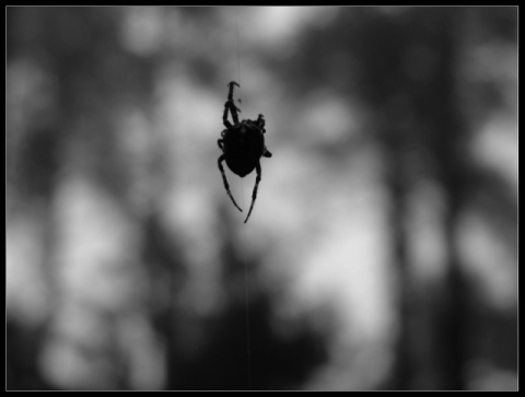 Kliknij na zdjęcie, żeby zobaczyć w pełnych wymiarach