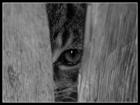 Kliknij na zdjęcie, żeby zobaczyć w pełnych wymiarach