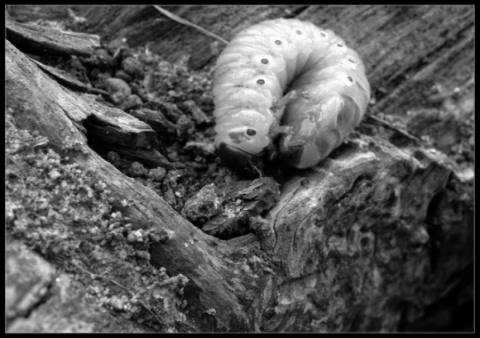 Kliknij na zdjęcie, żeby zobaczyć w pełnych wymiarach