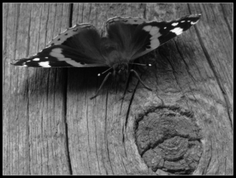 Kliknij na zdjęcie, żeby zobaczyć w pełnych wymiarach