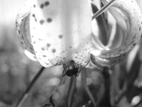 Kliknij na zdjęcie, żeby zobaczyć w pełnych wymiarach