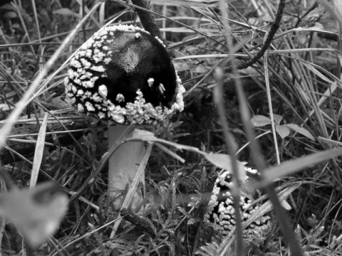 Kliknij na zdjęcie, żeby zobaczyć w pełnych wymiarach