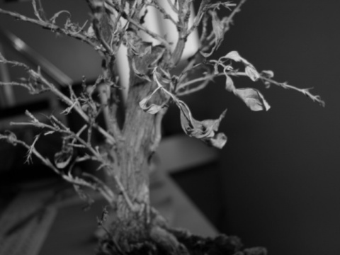 Kliknij na zdjęcie, żeby zobaczyć w pełnych wymiarach