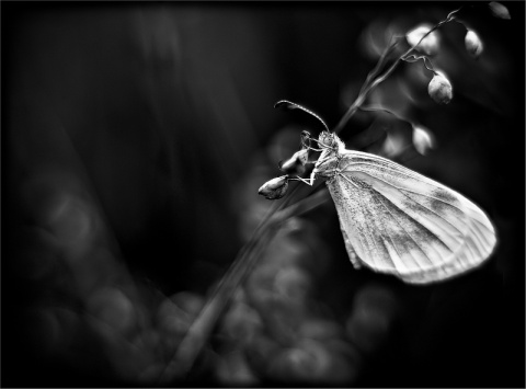 Kliknij na zdjęcie, żeby zobaczyć w pełnych wymiarach