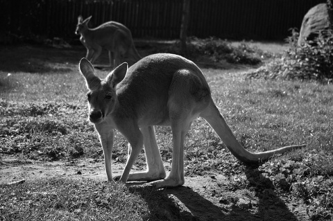 Kliknij na zdjęcie, żeby zobaczyć w pełnych wymiarach
