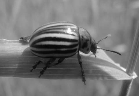 Kliknij na zdjęcie, żeby zobaczyć w pełnych wymiarach