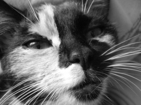 Kliknij na zdjęcie, żeby zobaczyć w pełnych wymiarach