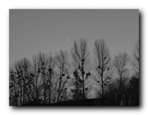 Kliknij na zdjęcie, żeby zobaczyć w pełnych wymiarach