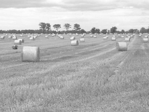 Kliknij na zdjęcie, żeby zobaczyć w pełnych wymiarach