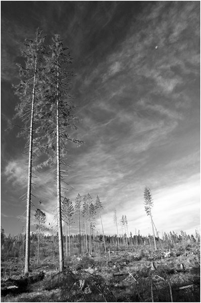 Kliknij na zdjęcie, żeby zobaczyć w pełnych wymiarach