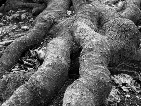 Kliknij na zdjęcie, żeby zobaczyć w pełnych wymiarach